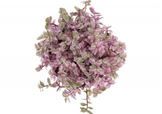 Экстракт концентрат "Золотой ус"