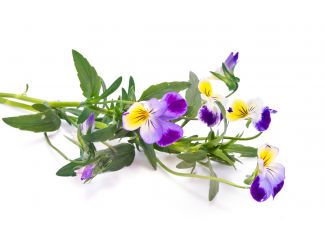 Экстракт концентрат трехцветной фиалки TEST Product Title Экстракт концентрат трехцветной фиалки TEST Product Alt