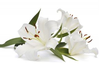 Экстракт концентрат белой лилии