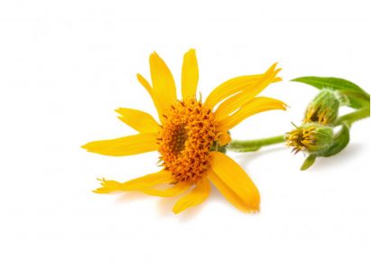 экстракт арники купить экстракт арники