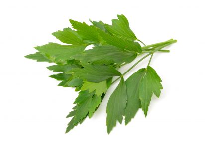 любисток для волосся любисток лікувальні властивості