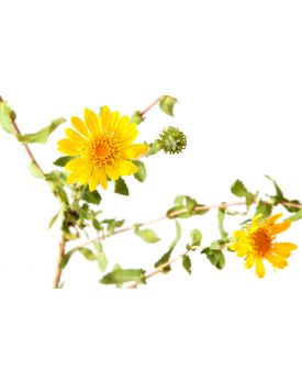 Екстракт концентрат мати-й-мачухи TEST Product Alt