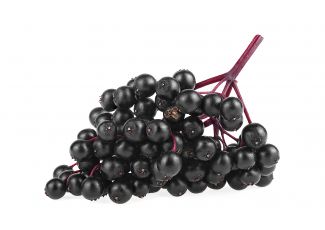 Екстракт концентрат бузини Екстракт концентрат бузини