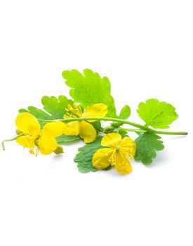 Екстракт концентрат чистотілу TEST Product Title Екстракт концентрат чистотілу TEST Product Alt