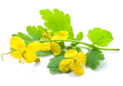 екстракт чистотілу купити чистотіл екстракт