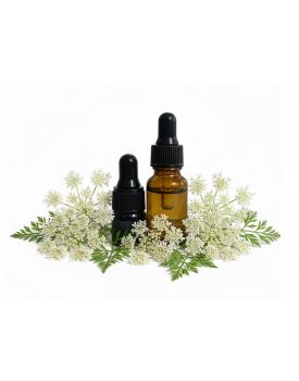 Эфирное масло дикой моркови NOW Foods TEST Product Title Эфирное масло дикой моркови NOW Foods TEST Product Alt