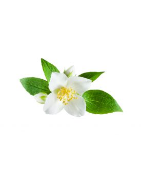 Екстракт концентрат жасмину TEST Product Title Екстракт концентрат жасмину TEST Product Alt