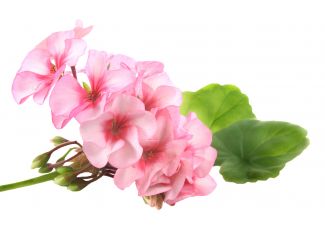 Екстракт концентрат герані Екстракт концентрат герані