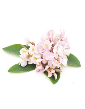 Гидролат акации TEST Product Title Гидролат акации TEST Product Alt