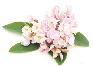 Гидролат акации Гидролат акации