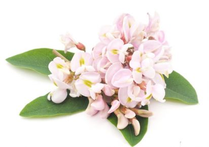 гидролат для волос купить гидролат акации