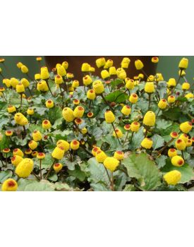 100 мл флакон + спрей, Гидролат акмеллы, 9251 TEST Product Title 100 мл флакон + спрей, Гидролат акмеллы, 9251 TEST Product Alt