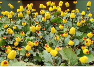 Гидролат акмеллы Гидролат акмеллы