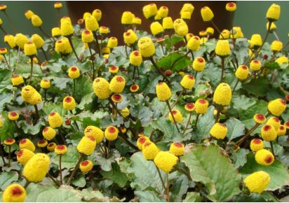 Гидролат акмеллы купить Гидролат акмеллы