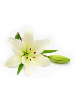 Гідролат білої лілії TEST Product Title Гідролат білої лілії TEST Product Alt