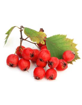 100 мл флакон + спрей, Гидролат боярышника , 8982 TEST Product Alt