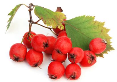 Купить гидролат гидролат боярышника