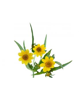 Гидролат череды TEST Product Title Гидролат череды TEST Product Alt