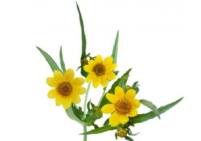 гидролат череды гидролат череды купить