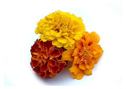 купить гидролат купить гидролат для лица