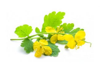 Гидролат чистотела Гидролат чистотела