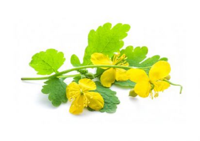 гидролат чистотела отзывы гидролат чистотела