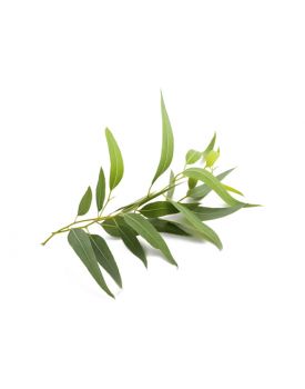 100 мл флакон + спрей, Гидролат эвкалипта, 8886 TEST Product Title 100 мл флакон + спрей, Гидролат эвкалипта, 8886 TEST Product Alt