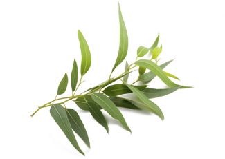 Гидролат эвкалипта Гидролат эвкалипта