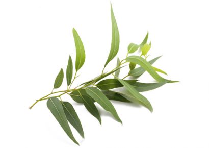 гидролат эвкалипта