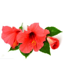 100 мл флакон + спрей, Гидролат гибискуса, 8438 TEST Product Alt