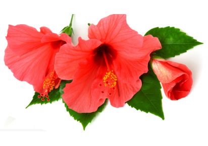 Гидролат купить гидролат гибискуса