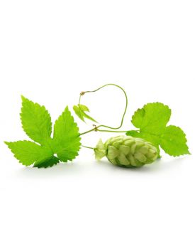 Гидролат хмеля TEST Product Title Гидролат хмеля TEST Product Alt