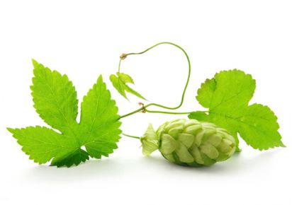 гидролат хмеля гидролат шишек хмеля