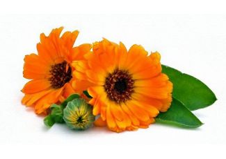 Гидролат календулы Гидролат календулы