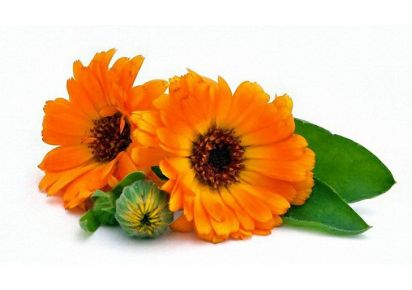 гидролат календулы цена гидролат календулы купить