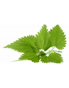 Гидролат крапивы TEST Product Title Гидролат крапивы TEST Product Alt