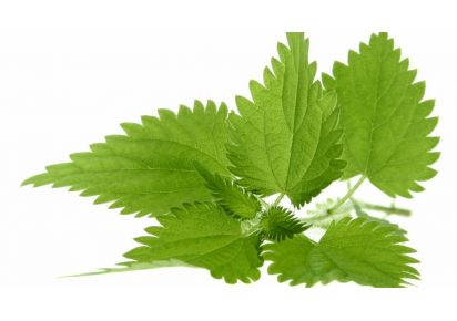 гидролат крапивы гидролат крапивы купить