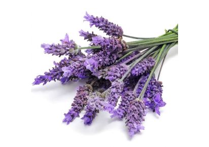 лаванда гидролат купить гидролат лаванды