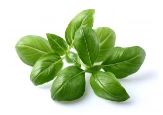 Гидролат лимонного базилика Гидролат лимонного базилика