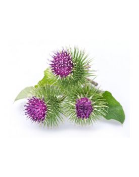 Гидролат лопуха TEST Product Title Гидролат лопуха TEST Product Alt