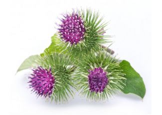 Гидролат лопуха Гидролат лопуха