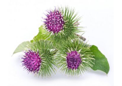 Гідролат купити Гідролат