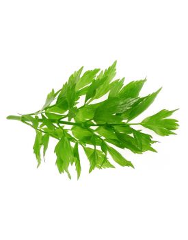 Гидролат любистка TEST Product Title Гидролат любистка TEST Product Alt