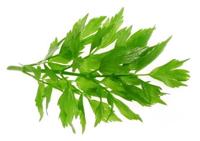 гидролат любистка