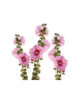 Гидролат мальвы TEST Product Title Гидролат мальвы TEST Product Alt