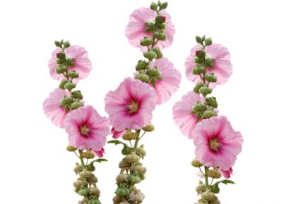 гидролат лаванды