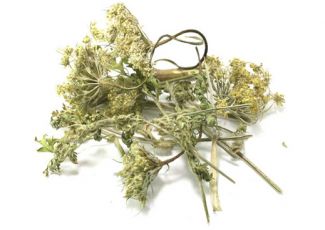 Гидролат морковных семян Гидролат морковных семян