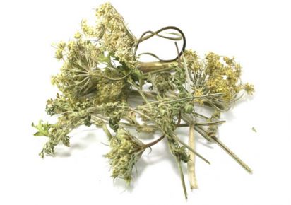 гидролат семян моркови гидролат моркови