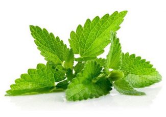 Гидролат мяты и мелисы Гидролат мяты и мелисы