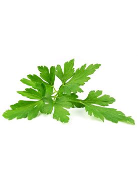 Гидролат петрушки TEST Product Title Гидролат петрушки TEST Product Alt